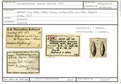 Karteikarte zum Holotyp von Polymorphina amoena Karrer, 1877